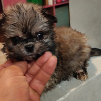 Cuccioli di Shih Tzu dì tre mesi anallergico
