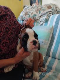 Boxer cuccioli