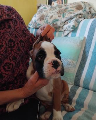 Boxer cuccioli