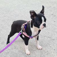 Cuccioli di Boston Terrier