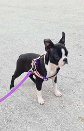 Cuccioli di Boston Terrier