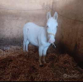 Coppia Muli Albini taglia piccola