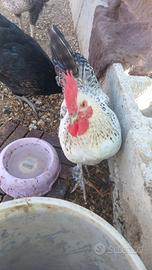 Galli,galline ,pulcini di tacchino