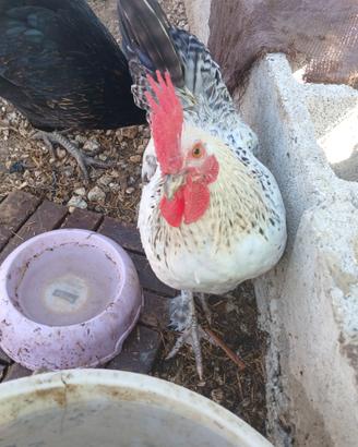 Galli,galline ,pulcini di tacchino