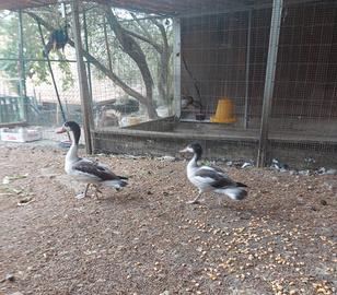 Coppia di anatra peposaca