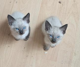 Siamese