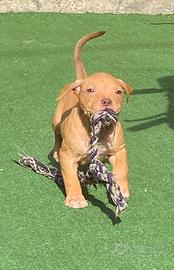 Cuccioli di American Pitbull ukc con Pedigree