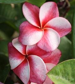 Plumeria "Elsie"