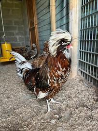 Galline Amrock e Padovane