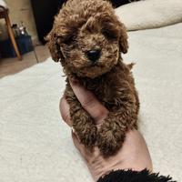 Barbonino Toy con pedigree Enci