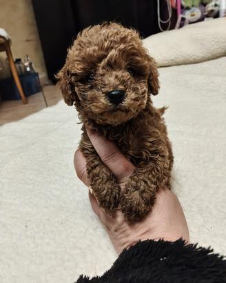 Barbonino Toy con pedigree Enci