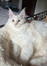 Cuccioli maine coon