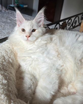 Cuccioli maine coon