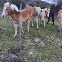 Cavalli haflinger fattrici e puledri