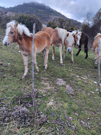 Cavalli haflinger fattrici e puledri
