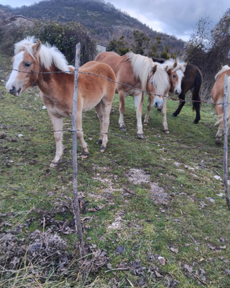 Cavalli haflinger fattrici e puledri