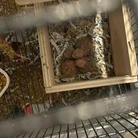 Pulli di inseparabili