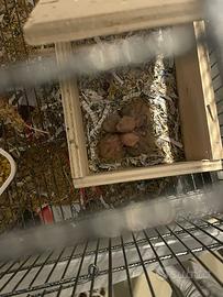 Pulli di inseparabili