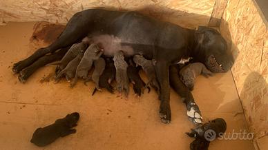 Cucciolata di Cane Corso
