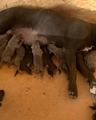 Cucciolata di Cane Corso