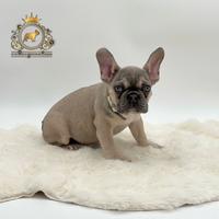 Dolcissima Bulldog Francese Sable'