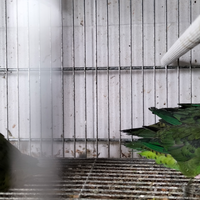 Parrocchetti barrati