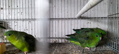 Parrocchetti barrati