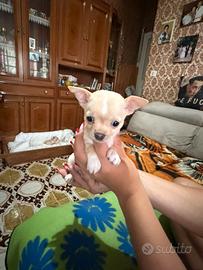 Chihuahua