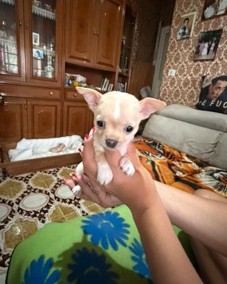 Chihuahua