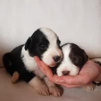 Bearded Collie cuccioli