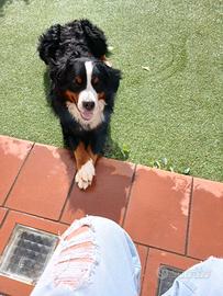 Bovaro del Bernese