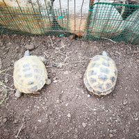 Tartarughe horsfieldii