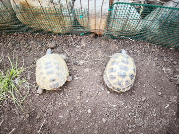 Tartarughe horsfieldii
