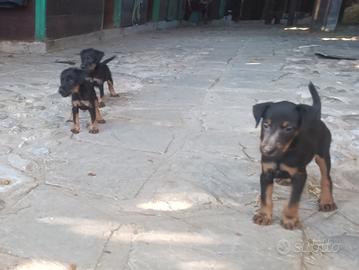 Jagd terrier cuccioli
