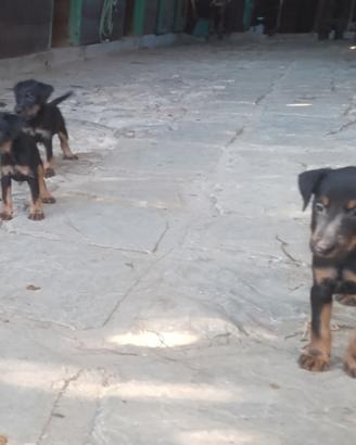 Jagd terrier cuccioli