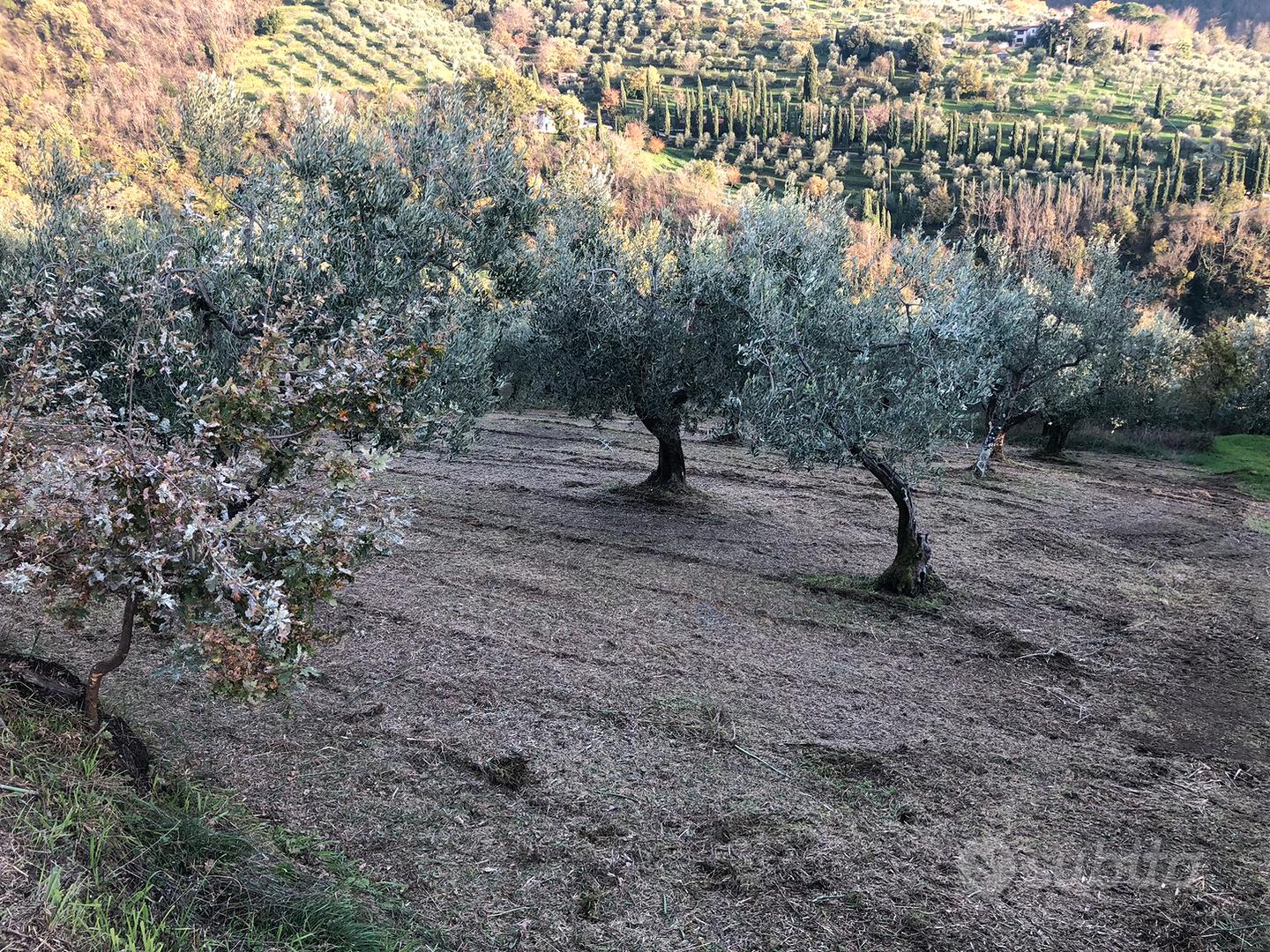 Uliveto pressi Valdibrana - Altro