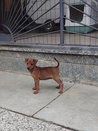 Cucciolo maschio pinscher