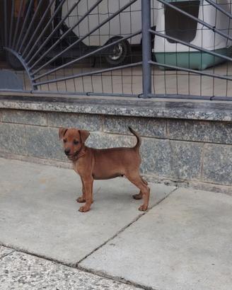Cucciolo maschio pinscher