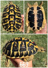 Femmina Testudo hermanni hermanni tartaruga terra