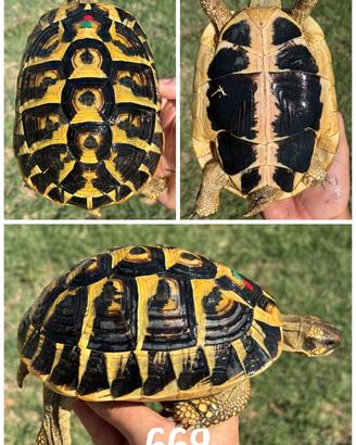 Femmina Testudo hermanni hermanni tartaruga terra