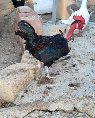 Collo nudo