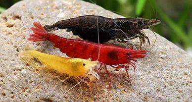 NEO/CARIDINE vari tipi e colori
