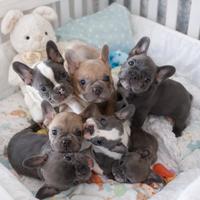 Cuccioli bulldog francese esotici