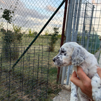 Setter inglesi