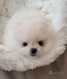 VOLPINI SPITZ di POMERANIA CUCCIOLI BIANCHI top