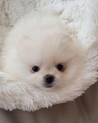 VOLPINI SPITZ di POMERANIA CUCCIOLI BIANCHI top