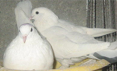 Colombe bianche
