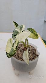 Alocasia Frydek Variegata 