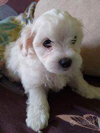 Maltipoo