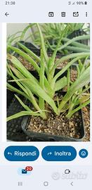 piante di Aloe 